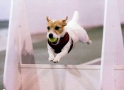 Flyball